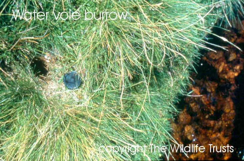 Water vole burrow